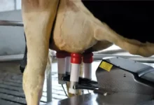 Udder Tech